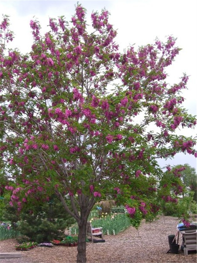 Robinia pseudoacacia 'Purple Robe' Slike od članova Slika 18201